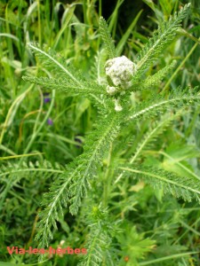 Achillea millefolium 