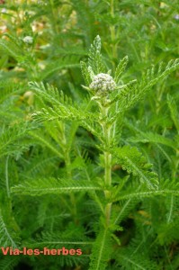 achillea millefolium