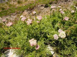 achillee a feuilles de Tanaisie Achillea distans Asteracees.2