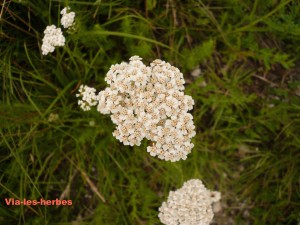 Achillee millefeuille