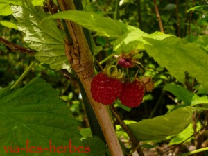 framboises