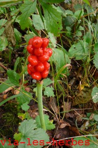 Fruit de l'arum 