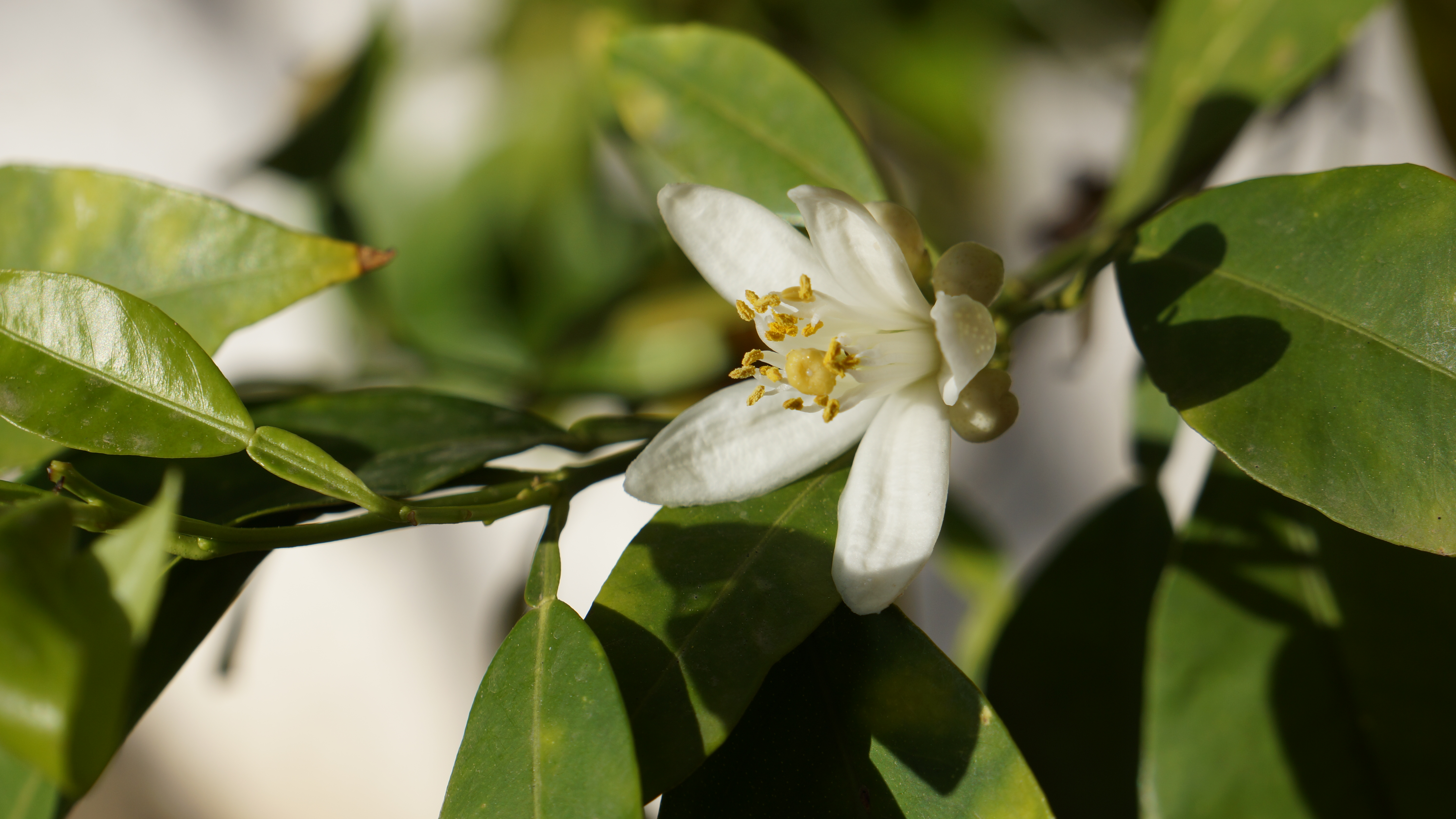 L huile essentielle de fleurs d oranger amer Via les herbes