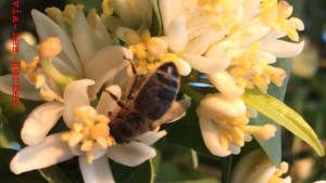 abeille et fleurs d'oranger 