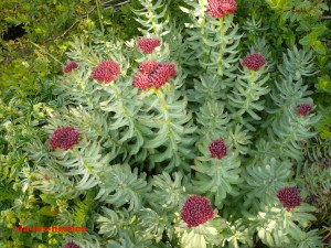 orpin rose Rhodiola rosea Crassulacees 5