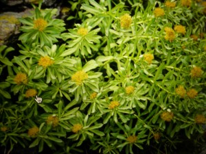 rhodiola rosea