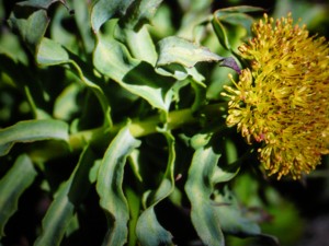 Rhodiola rosea