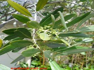 olivier en fleurs