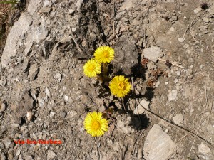 Tussilage pas d'ane Tussilago farfara Asteracees