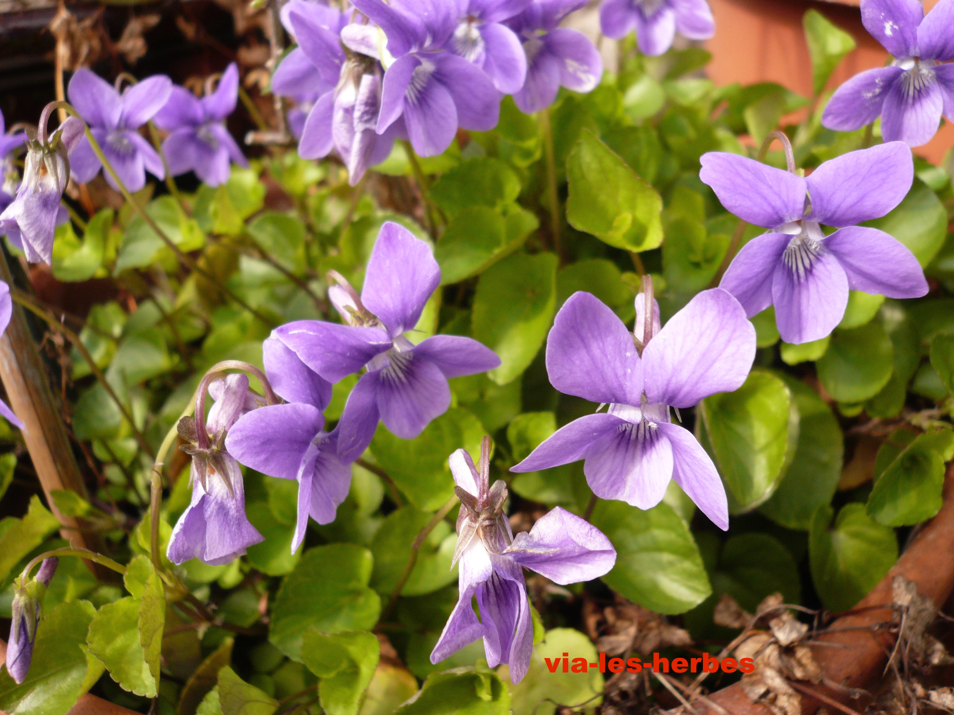 La violette sauvage et odorante | Via-les-herbes