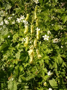 aconit tue loup Aconitum lycoctonum Renonculacees 2