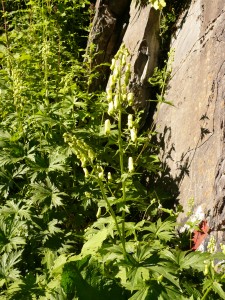 aconit tue loup Aconitum lycoctonum Renonculacees