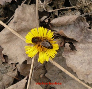 tussilage abeille
