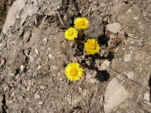Tussilage pas d'ane Tussilago farfara Asteracees 4