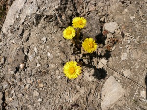 Tussilage pas d'ane Tussilago farfara Asteracees 4