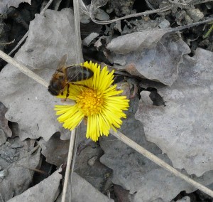 abeille tussilage