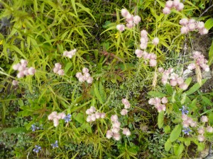 pied de chat Antennaria dioica 2 rose