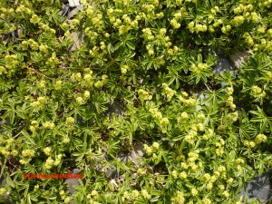 Alchemille des Alpes Alchemilla alpina Rosacees