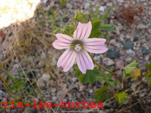 Mauve sylvestre