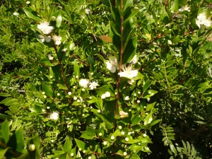 Myrtus communis