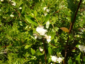 myrtus