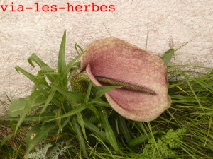 Arum mange-mouches,Helicodiceros muscivorus