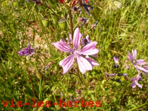 Mauve, Malva sylvestris 