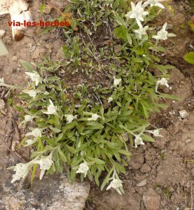 edelweiss du Kamchatka