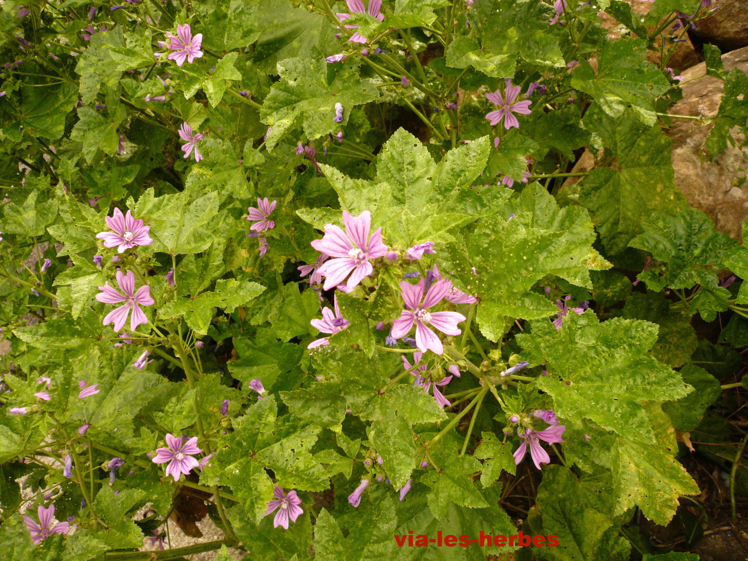 La mauve sylvestre émolliente et béchique | Via-les-herbes