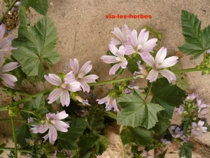 mauve de Nice, Malva nicaeensis