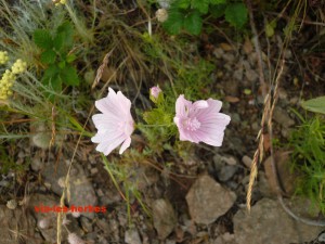 mauve musquee, Malva moschata Malvacees - copie