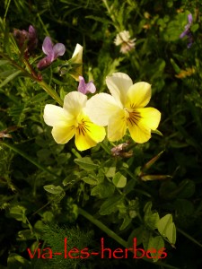 pensee sauvage Viola lutea