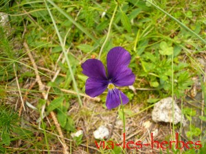 Pensee sauvage viola tricolor