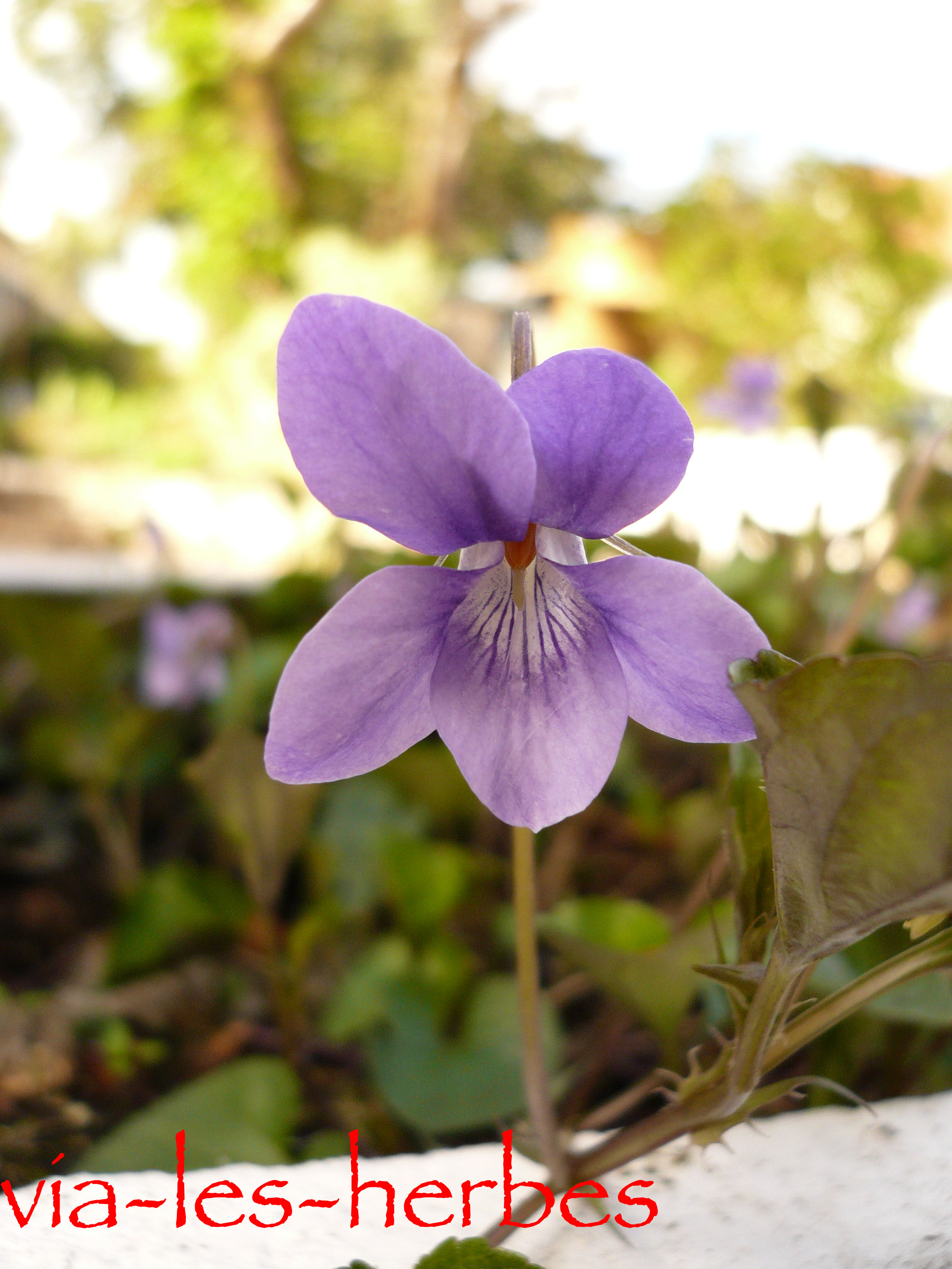 La violette sauvage et odorante | Via-les-herbes