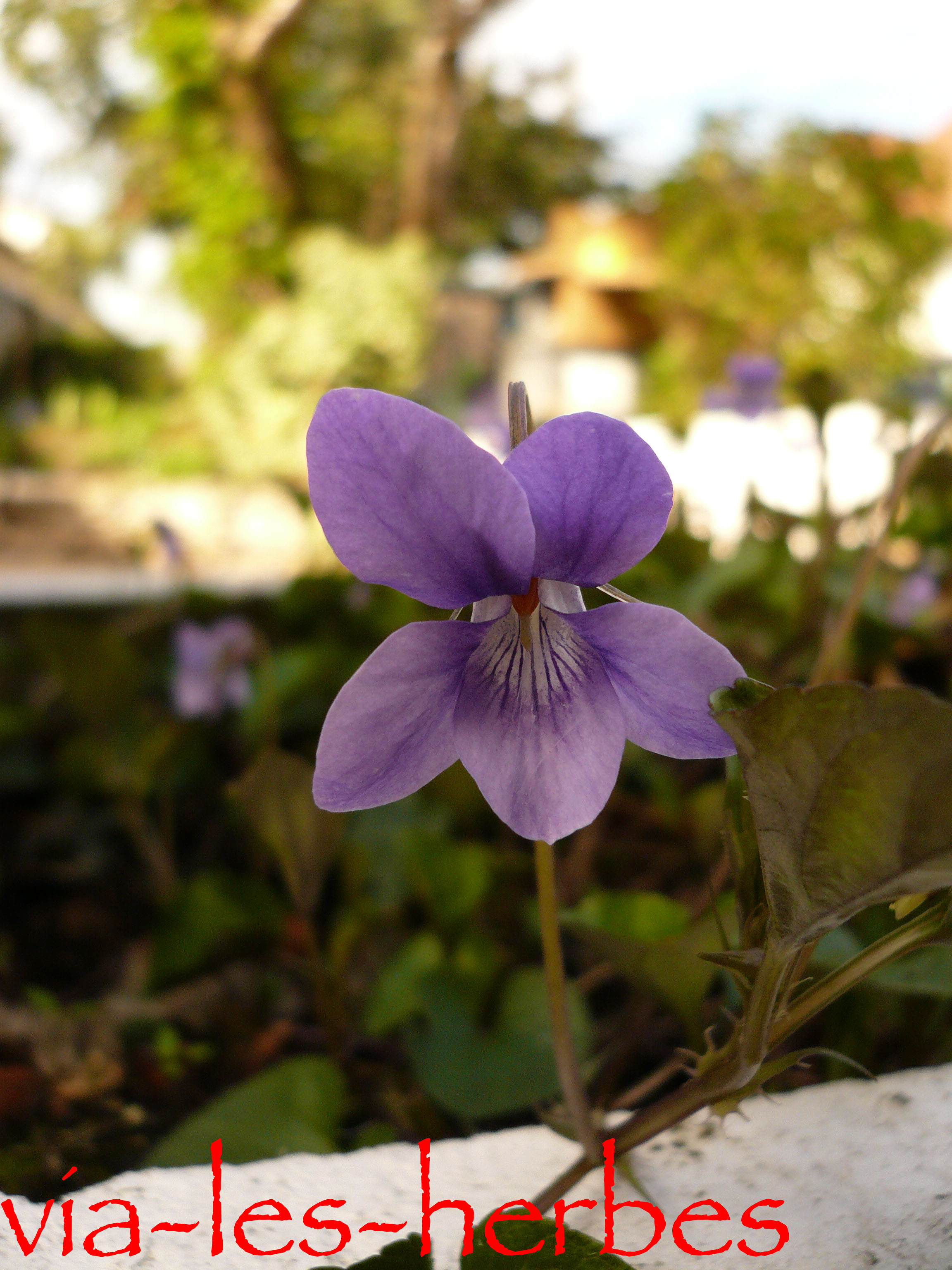 La violette sauvage et odorante | Via-les-herbes