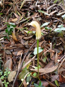 Arisarum Arisarum vulgare