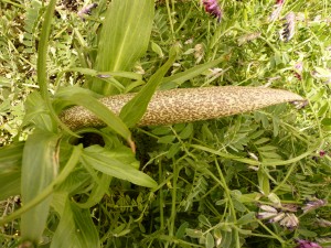 Arum mange mouches, Helicodiceros muscivorus Aracees 2