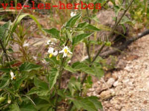 Morelle velue, Solanum villosum, Corse