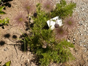 Pulsatilla montana