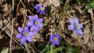 anemone des jardins