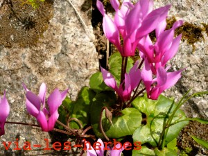 cyclamen