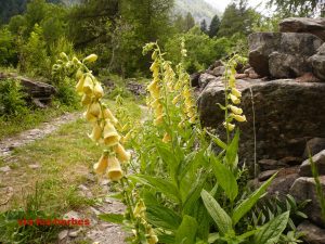 digitale a grande fleurs Digitalis lutea 20