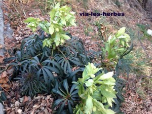 helleboresPuy saint pierre