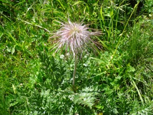 pulsatille des Alpes Pulsatilla alpina Renonculacees 3