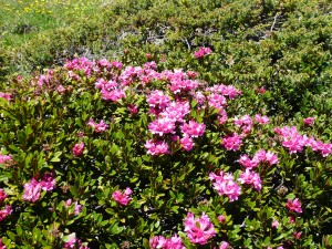 rhododendron alpin 