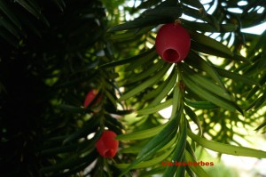 taxus baccata