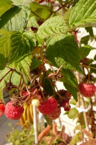 framboises