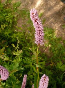 renouee-bistorte-polygonum-bistorta-polygonacees