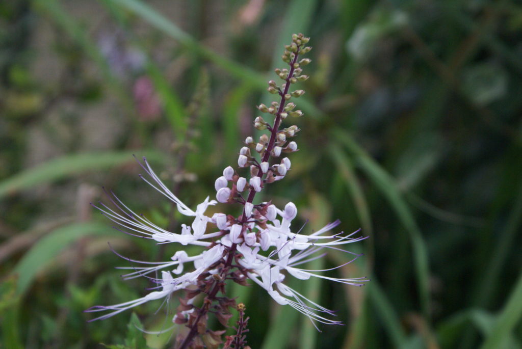 L’Orthosiphon ou thé de Java | Via-les-herbes