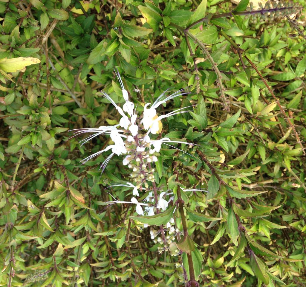 L’Orthosiphon ou thé de Java | Via-les-herbes